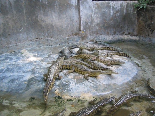Crocodile and Snake Farm